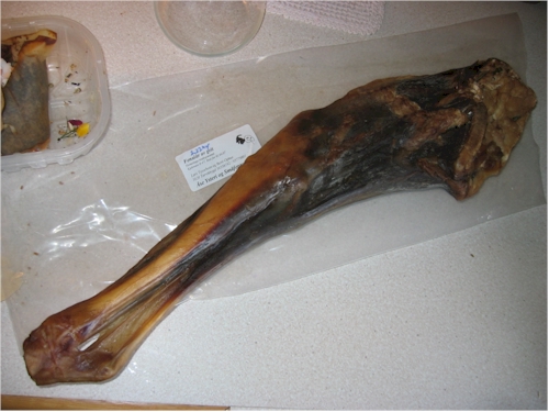 goat leg